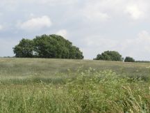 Feld